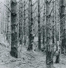 McBeathNorman-UntB1A71_1