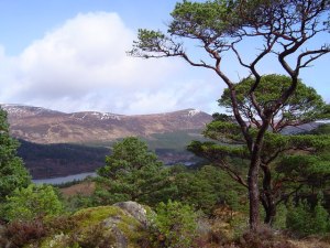 Glen Affric