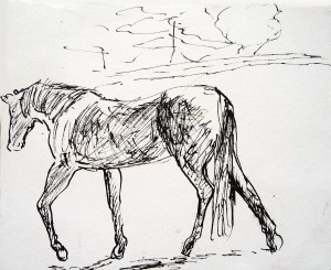 Horse Sketch 2. Pen and ink on 7x6" paper. Rose Strang 2015