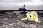 Grey Seal, Farne Islands