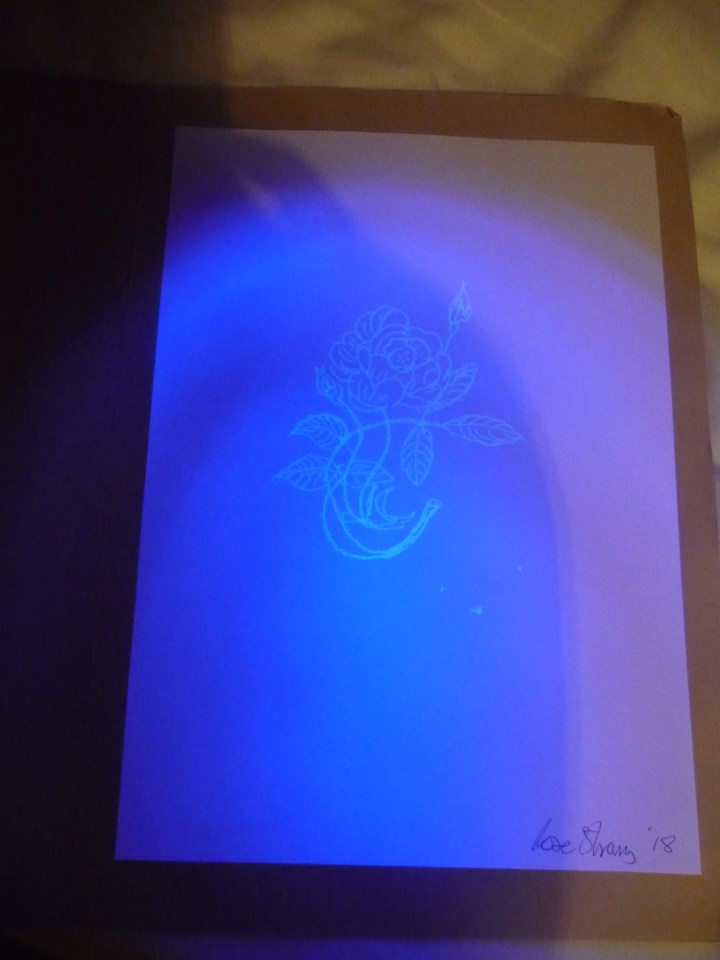 (Image appearing with UV torch). 'A Rose'. UV pen on A4 paper. Rose Strang 2019