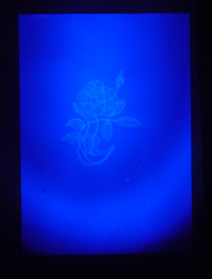 (Image appearing with UV torch). 'A Rose'. UV pen on A4 paper. Rose Strang 2019