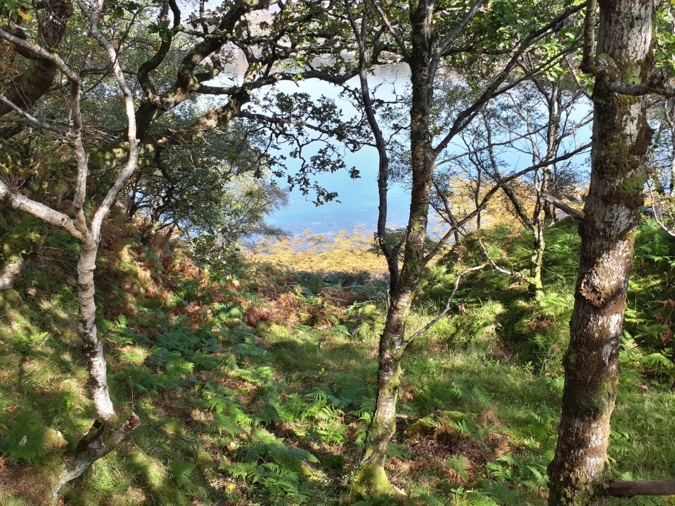 Forest. Photo Rose Strang 2020