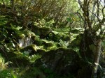 Forest. Photo Rose Strang 2020