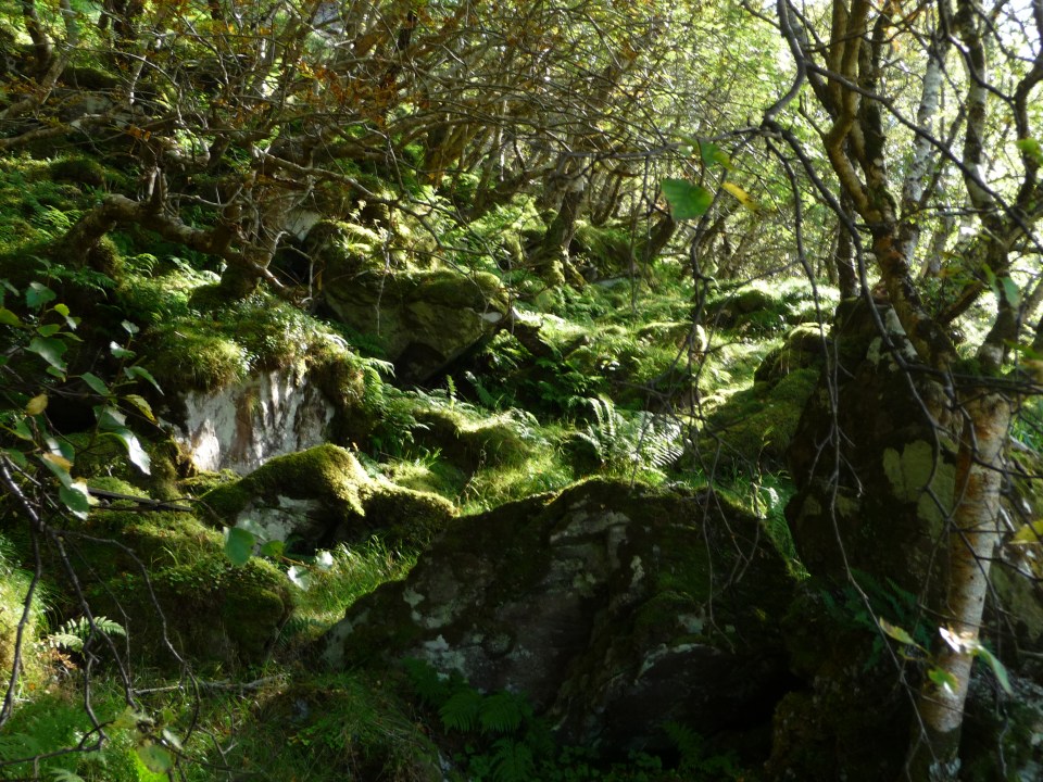 Forest. Photo Rose Strang 2020