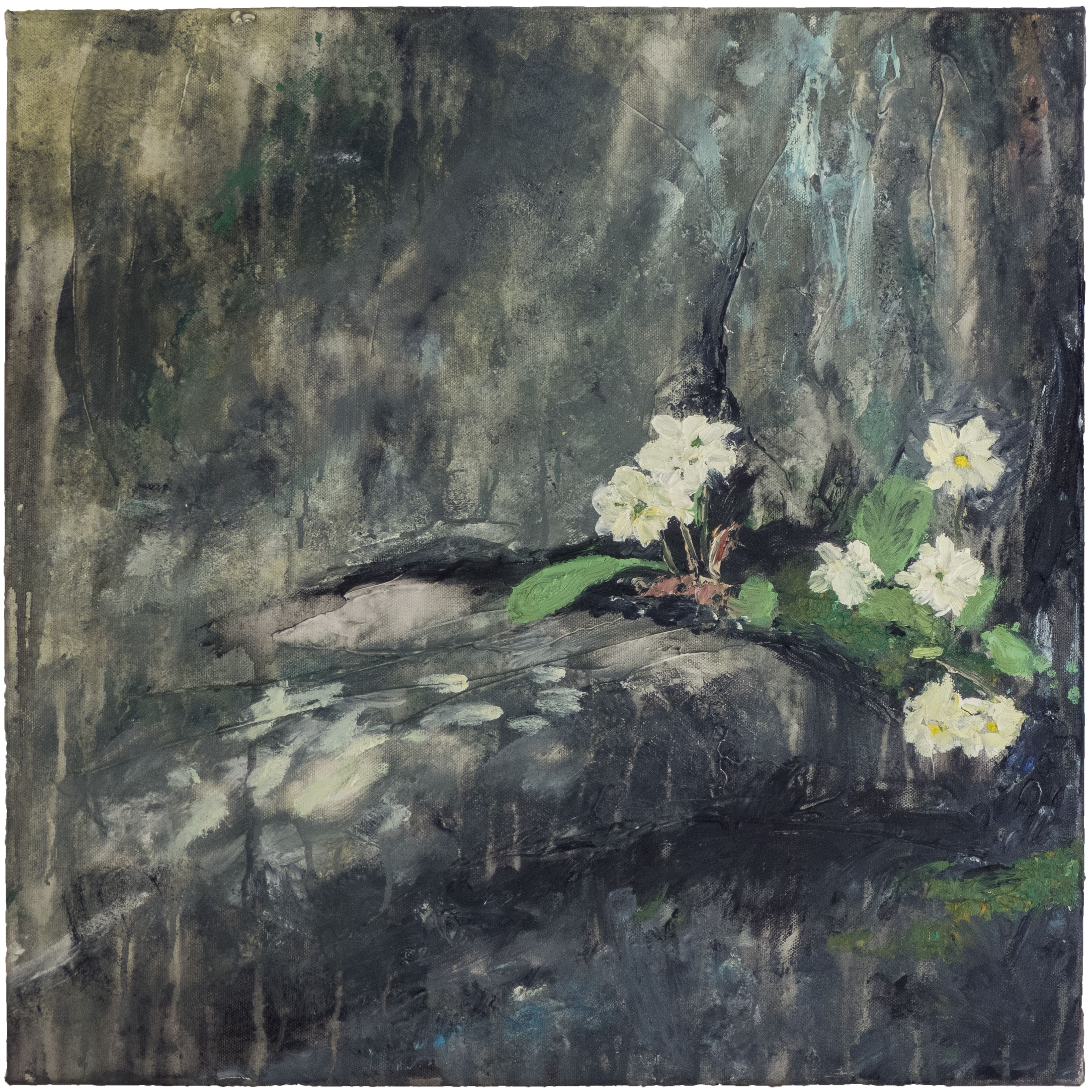 min 'Primroses, Ardnamurchan'. Oil on 19.5x19.5 inch canvas. Rose Strang 2022